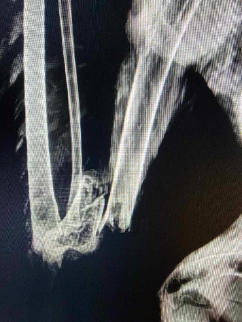 092022.N.ST.EAgle.Marlys X-ray.jpg