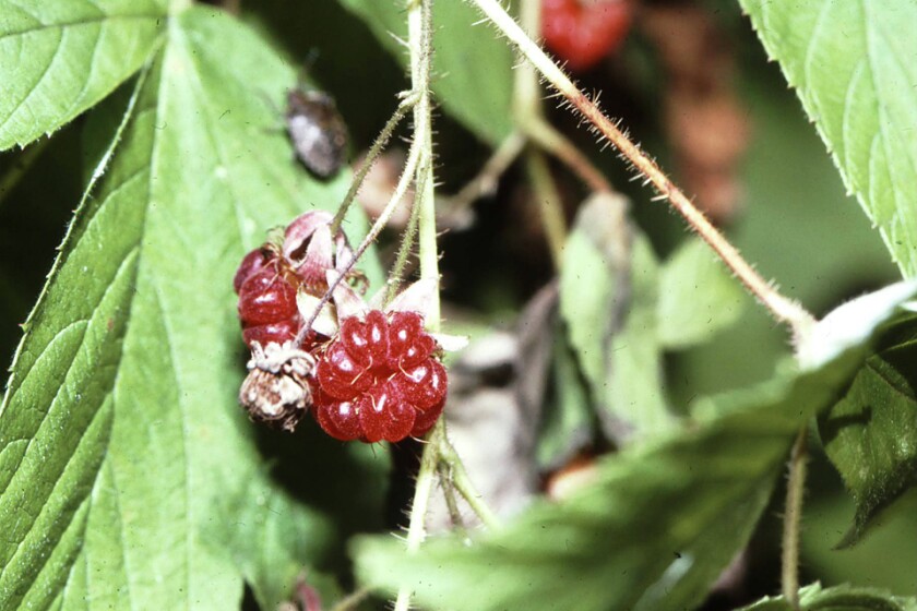 Northland Nature: Uncovering the real reason berries taste so good ...