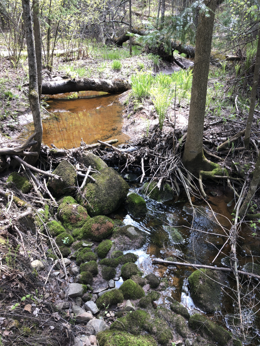Creek running through woods