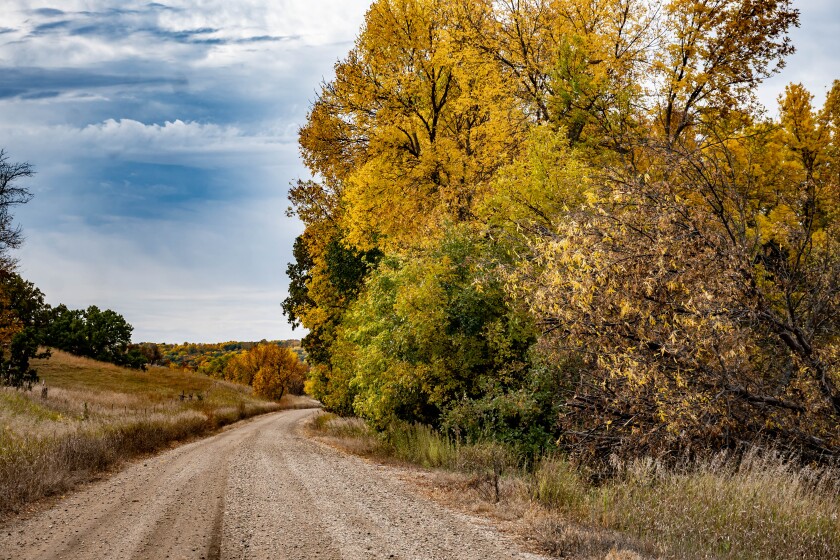 Trees with golden leaves stand tall above a dirt road.