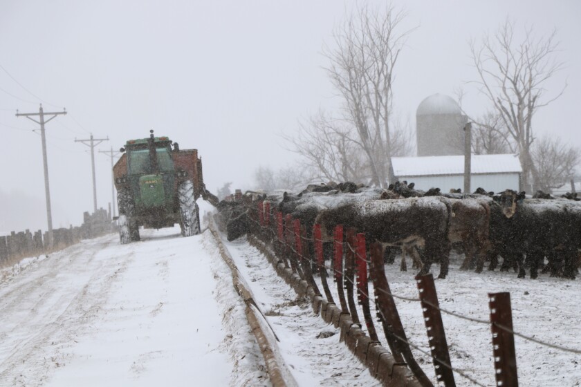 012521.AG.CattleFeedlotDilemma07.jpg