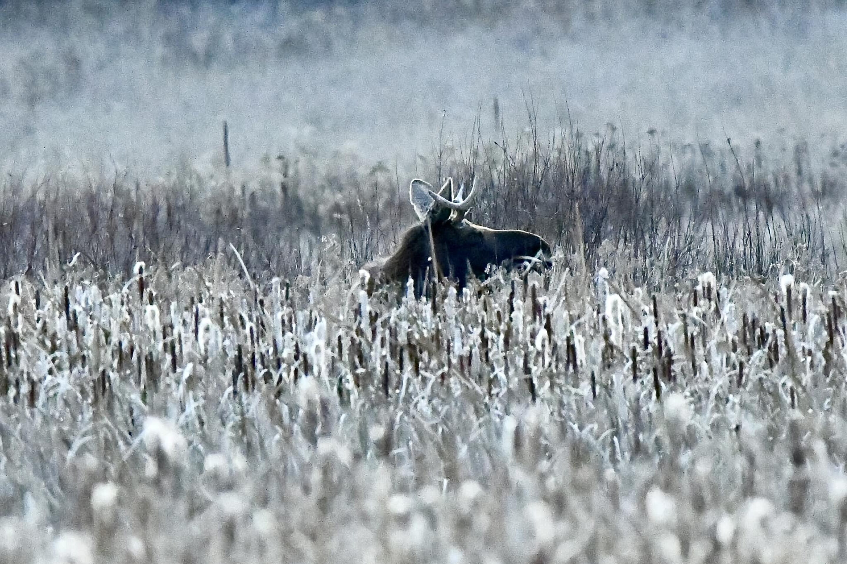 Moose Fall Time Photos: Rut the moose treks northward across Minnesota in fall of 2023 ...