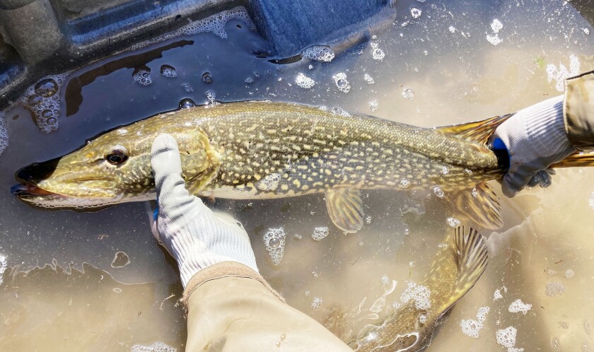 Northern pike