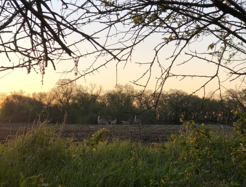Deer_SpringMorning.jpg
