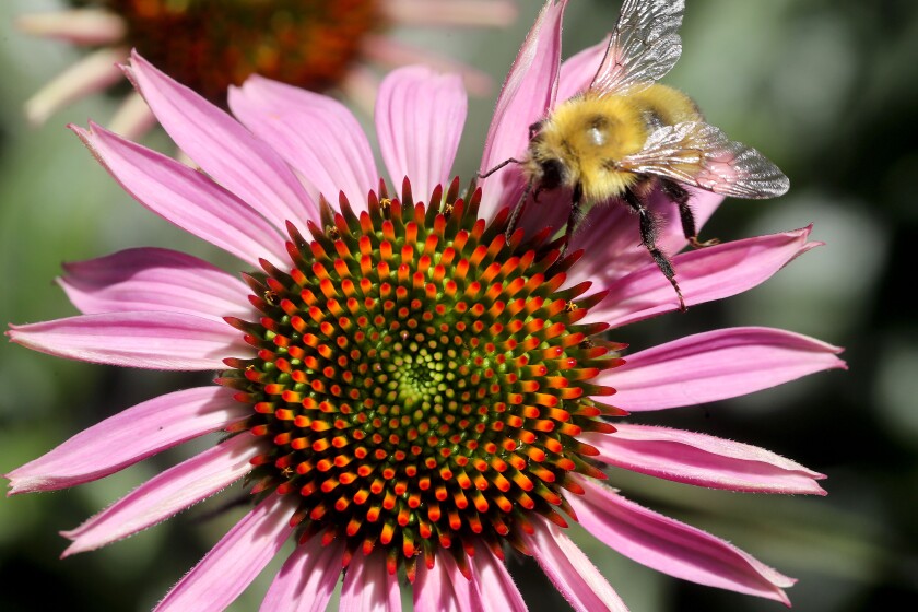 Local View: Minnesota making progress in protecting pollinators ...