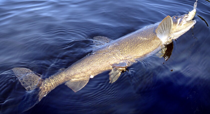 Lake trout on line