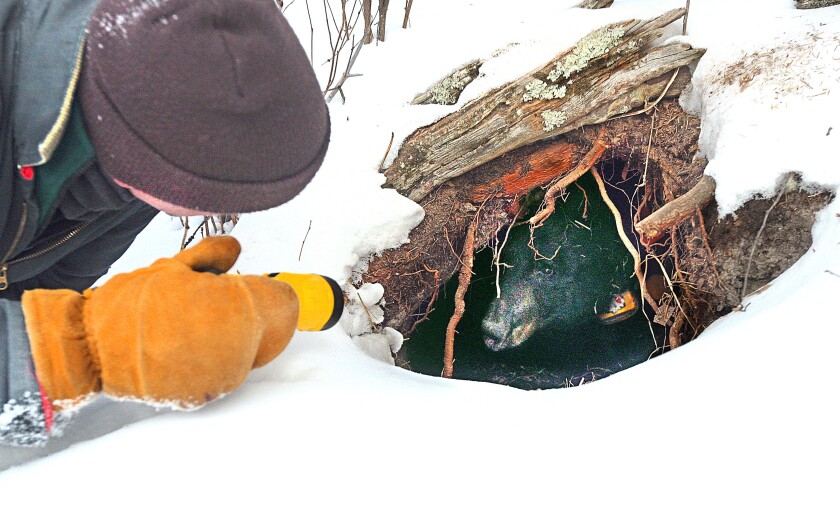 121920.N.DNT.bearmanC2
