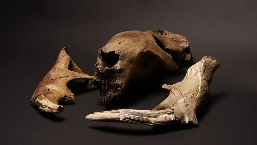 fossil2.jpg
