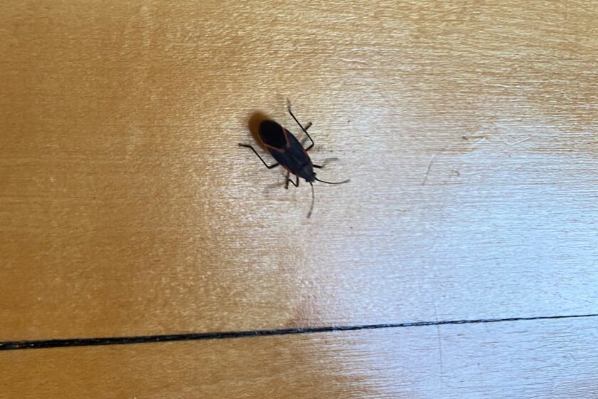 Why Do Bugs Get into My House During Fall: Surprising Reasons