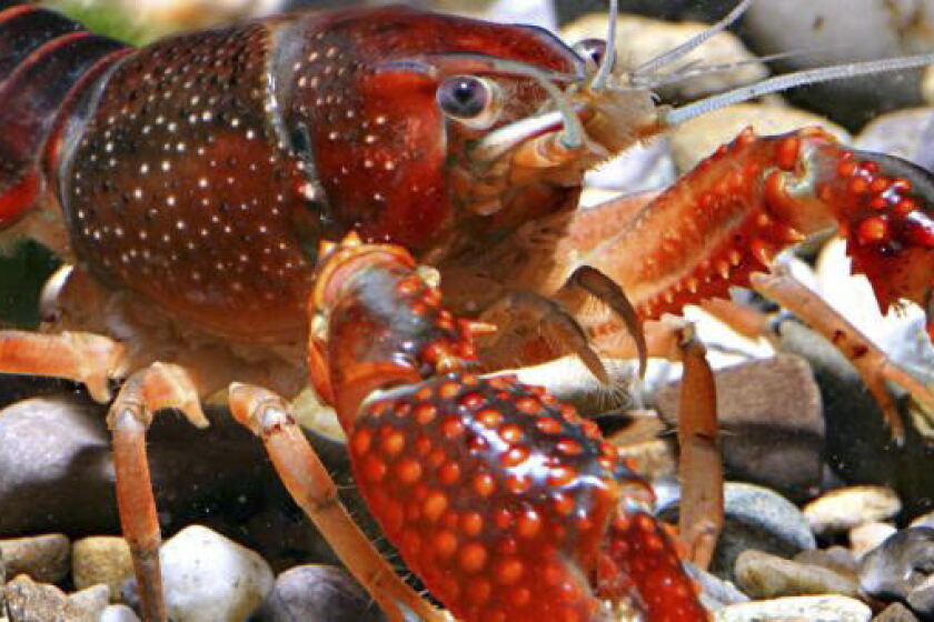Redcrayfish Illegal red swamp crayfish net criminal charges, fines in Wisconsin ...