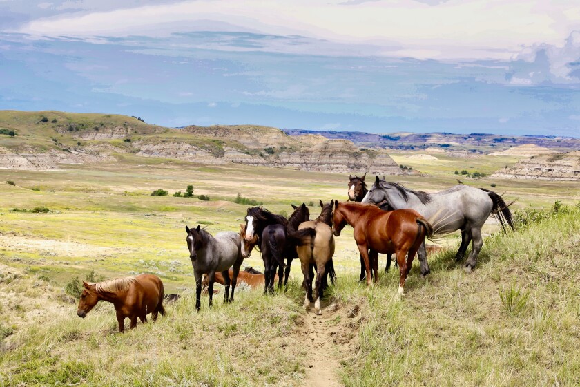 Wild horses at Theodore Roosevelt National Park.jpg