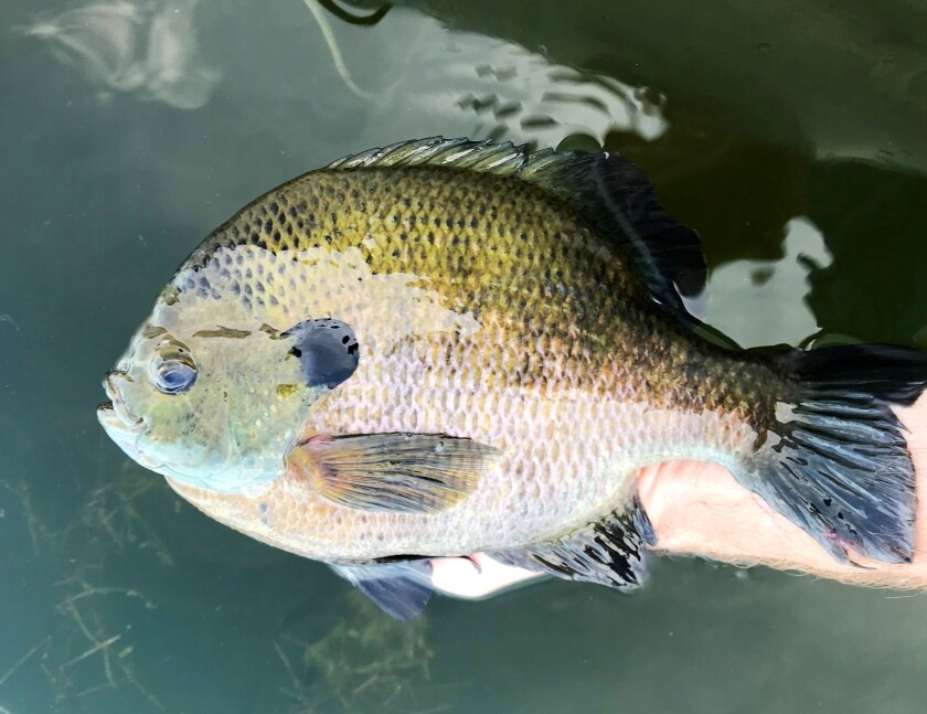 Bluegill