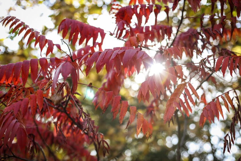 100822.O.BP.FALLCOLORS - 3.jpg