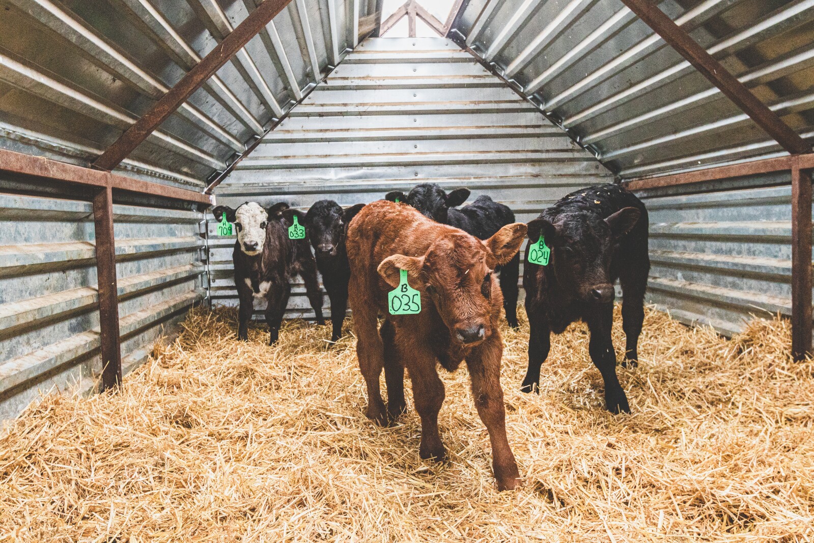 GronsethCattleFarm-32.jpg