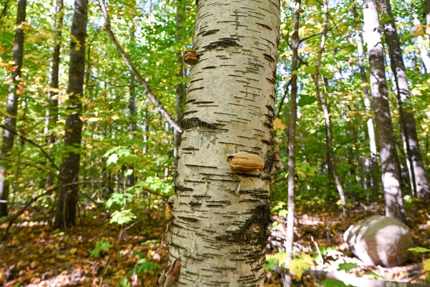 092725.Botm.SmokyHillsForest.003.jpg