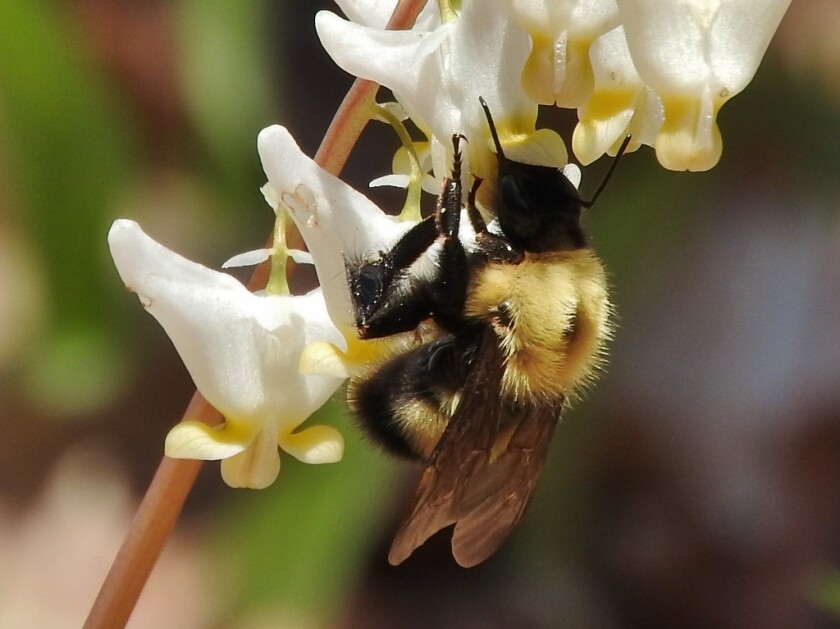 5-20-2022 Bombus perplexus bee and breeches (12).jpg