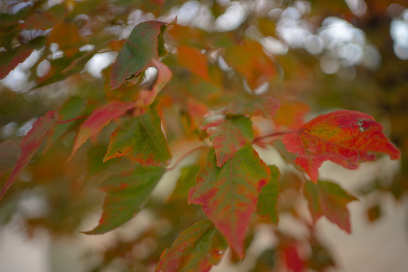 Three Fall Colors Photos: Fall colors in Southeast Minnesota - Post Bulletin | Rochester ...