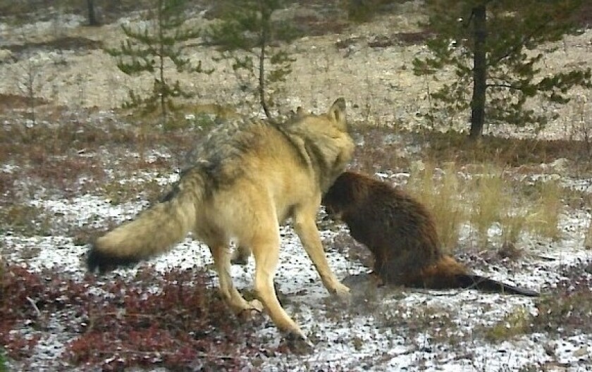 wolf killing a beaver