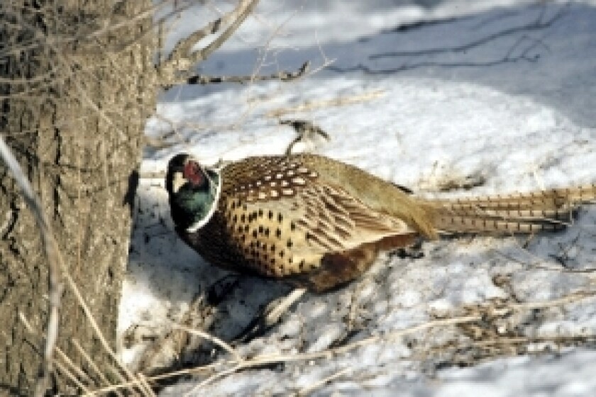 Pheasant