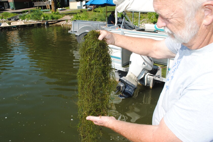 Kevin Farnum of the Koronis Lake Association holds starry stonewort pulled from the lake in this Tribune file photo. Aquatic Invasive Species are among the challenges facing the North Fork of the Crow River Watershed.