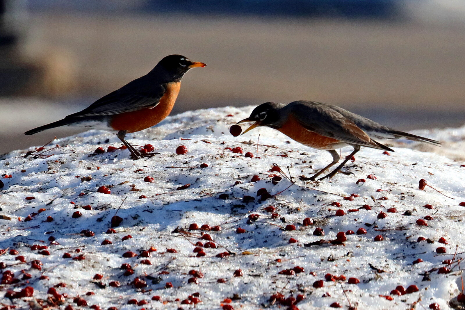 Spring Time Robins Spring Robins 041223 klick! Gallery - Brainerd Dispatch | News, weather ...