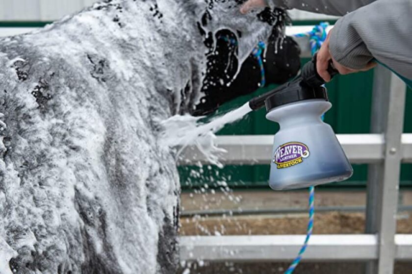 A black calf is sprayed with white suds out of a Weaver Leather Livestock Foamer.