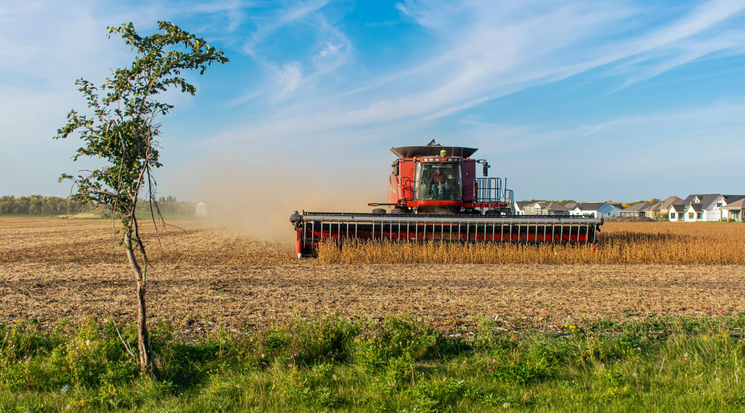 Soy Corn Harvests Begin Early Red River Valley Yields Boosted By Late Summer Rain Soy Corn Harvests Begin Early Red River Valley Yields Boosted By Late Summer Rain