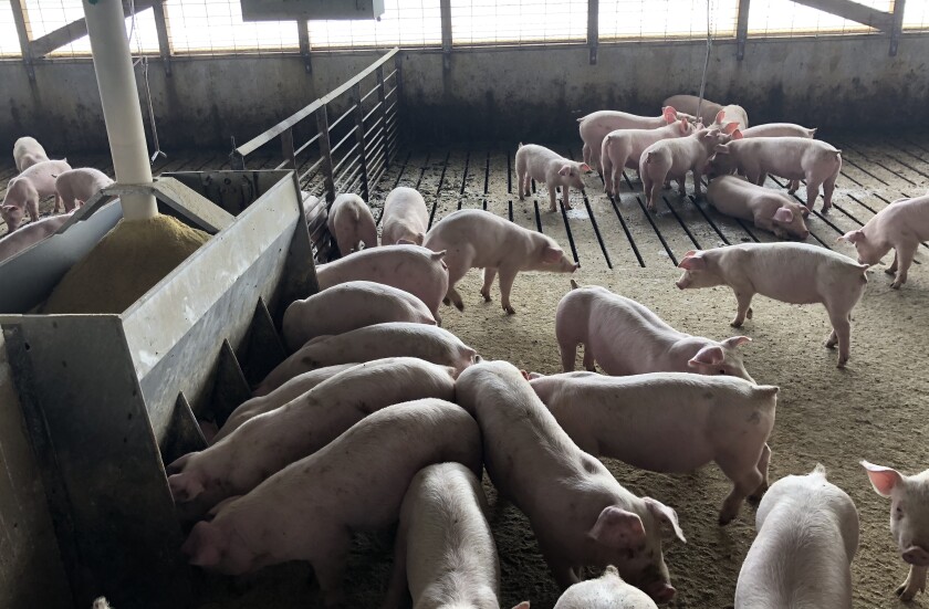 042320.N.SDNW.PIGS.jpeg