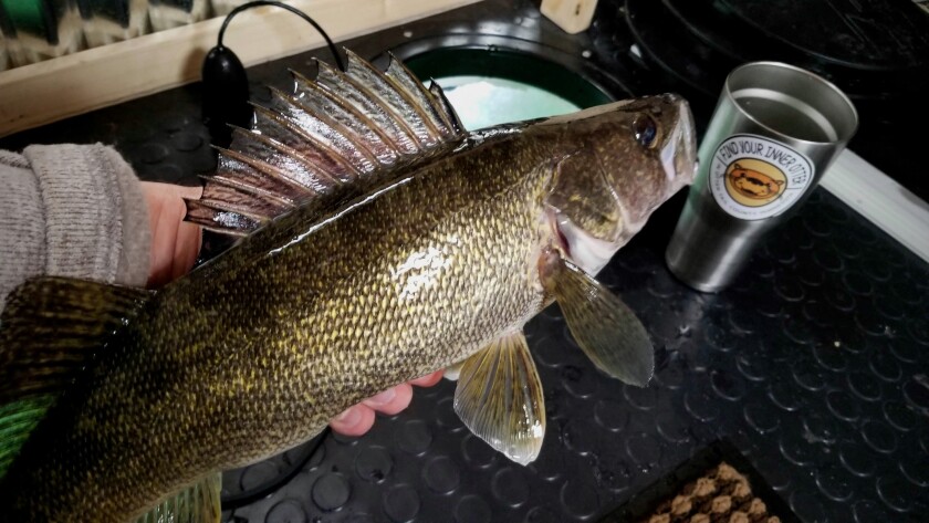 Online Fishing Derby.jpg