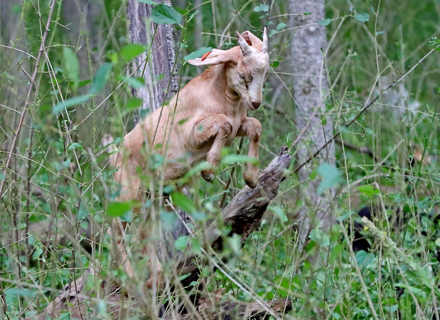 A goat jumps off a log.