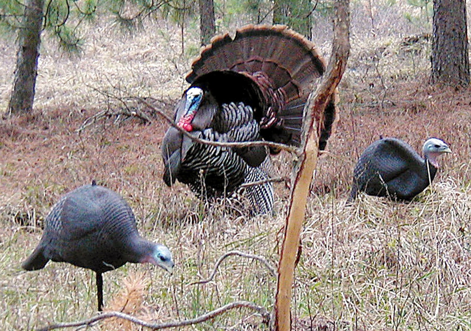 Turkeys In Minnesota Can Minnesota’s spring turkey harvest keep going up? - Duluth News ...