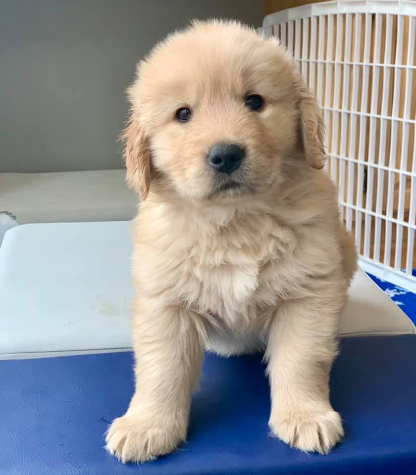Nova a 6 year old Golden Retriever bonds with victims witnesses in Nova a 6 year old Golden Retriever bonds with victims witnesses in
