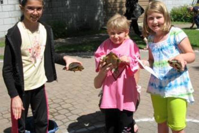 Perham Turtle Races Turtle races - Perham Focus | News, weather, sports from Perham Minnesota