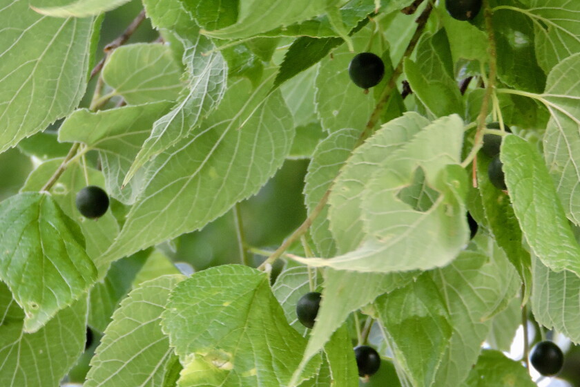 Hackerberry Nature Nut: Some words in praise of hackberry - Post Bulletin ...