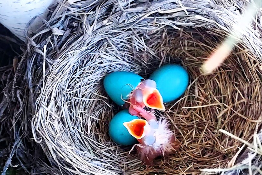 Nest with baby robins