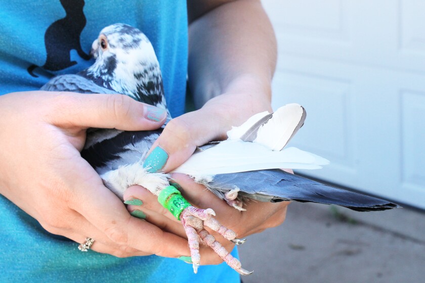 Minnesota family has raced pigeons for eight years and counting