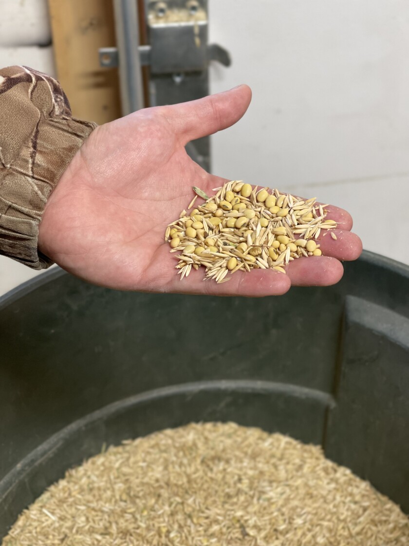 Seeds are displayed.
