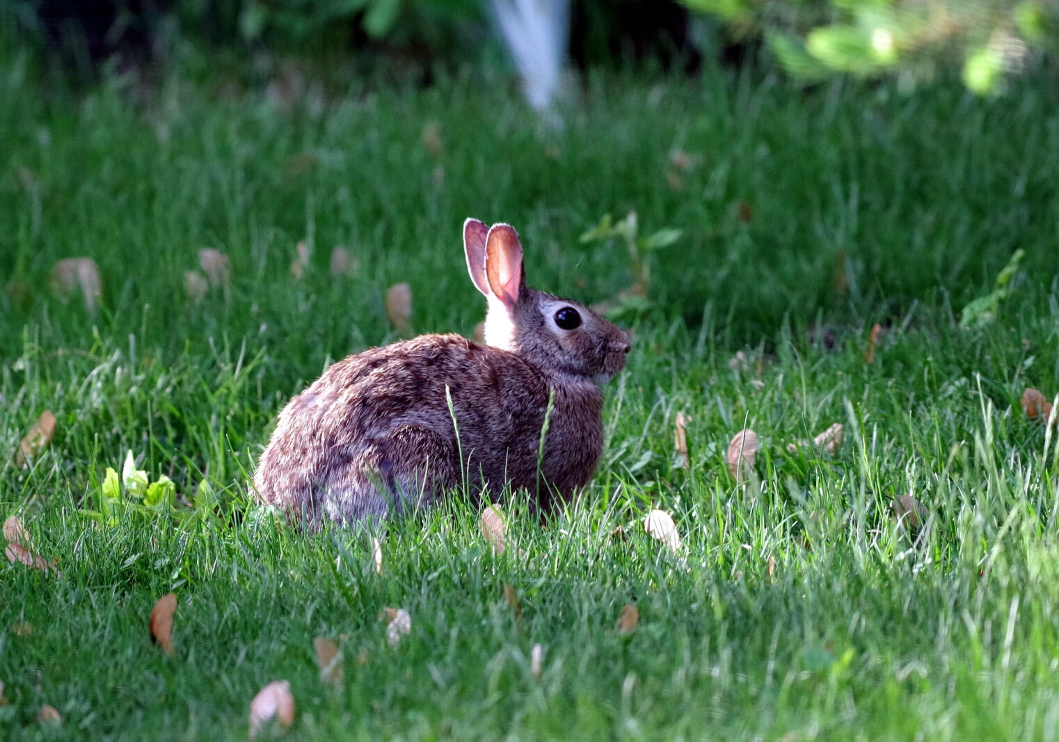 Blane Klemek Outdoors: The cottontail is Minnesota's only true rabbit ...