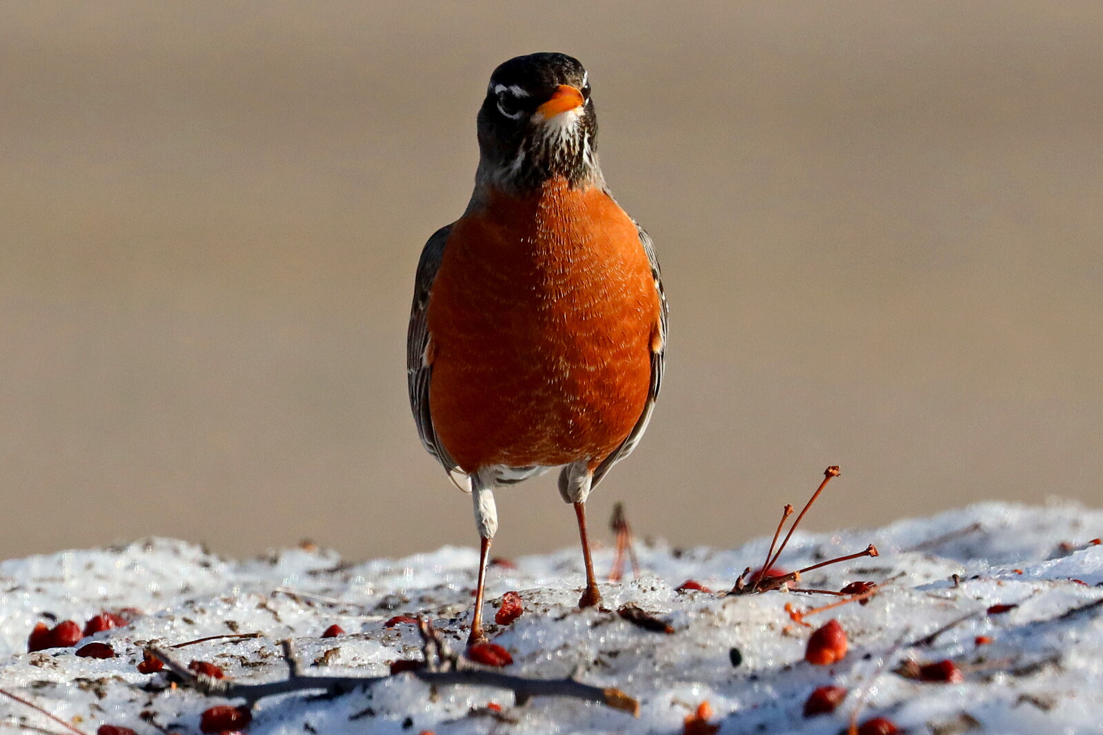 Spring Time Robins Spring Robins 041223 klick! Gallery - Brainerd Dispatch | News, weather ...