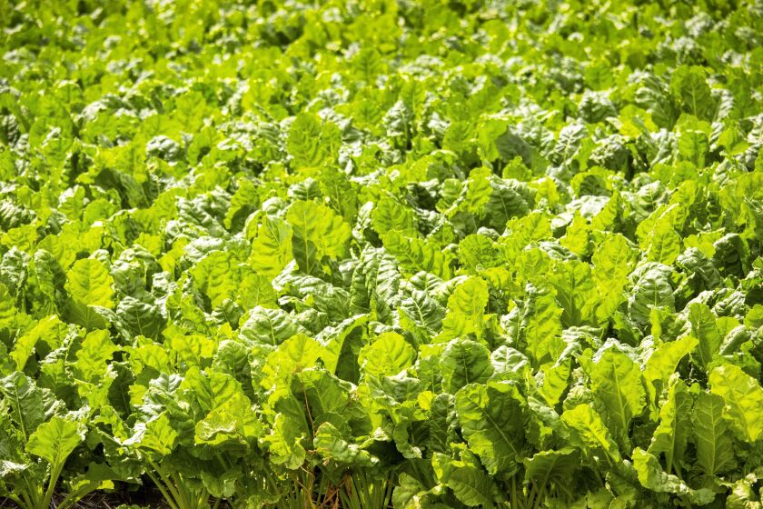 2661365+070516 AG entSugarBeet.jpg