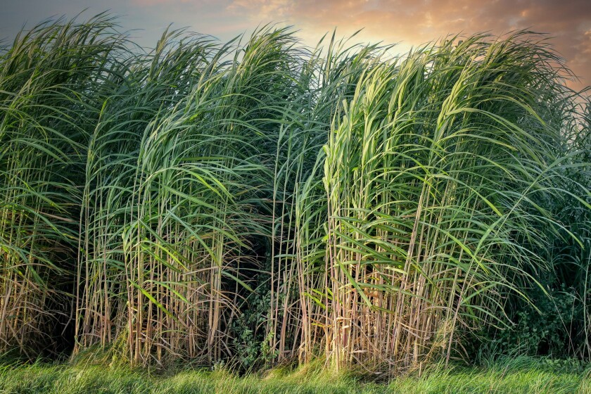 sugarcane-5525004_1920.jpg