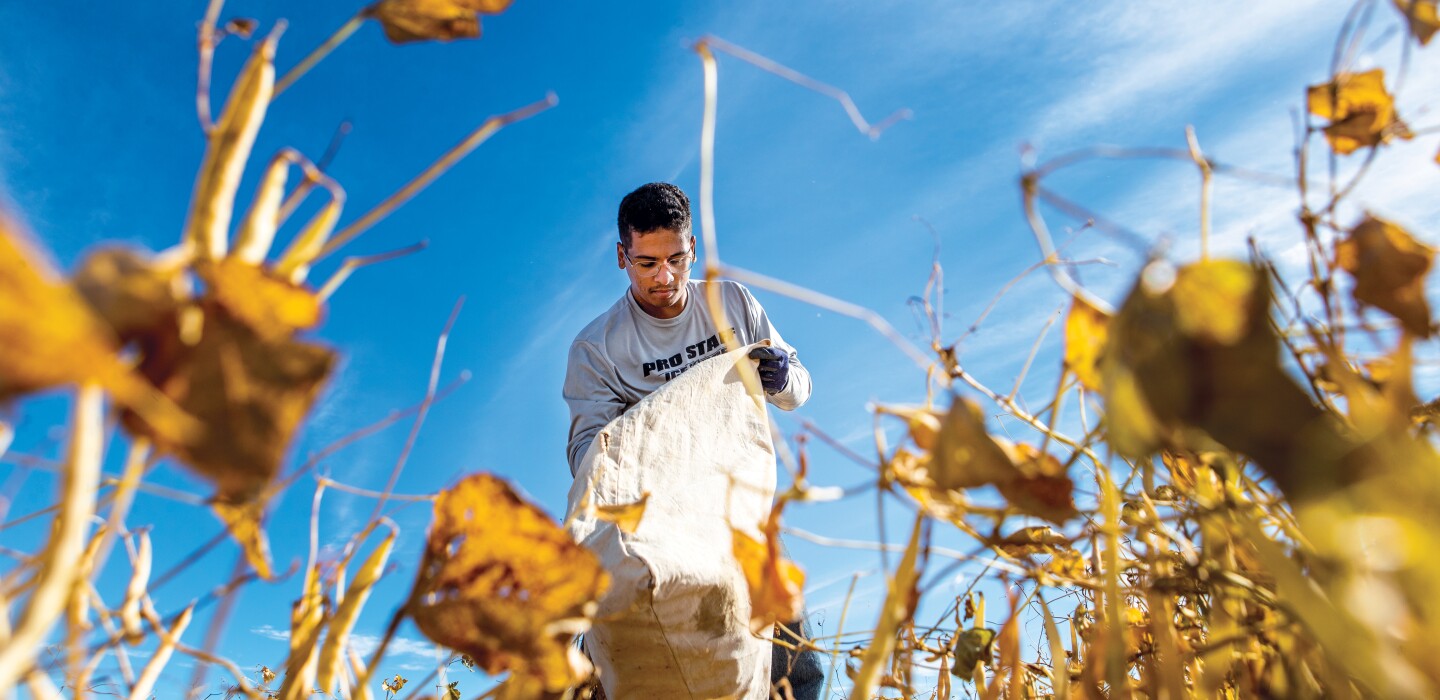 PHOTOS: U of M conducts research in Willmar area to aid Minnesota edible bean farmers - West Central Tribune