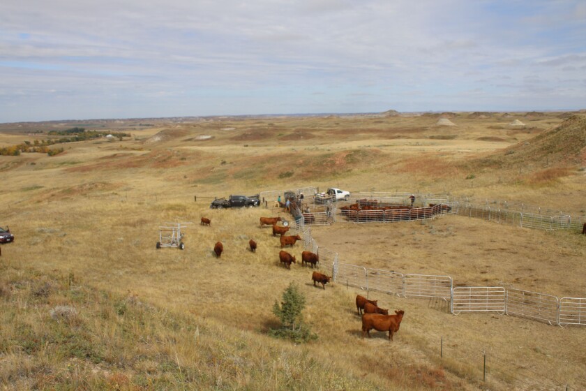 A family that fits: Leland Red Angus Ranch - Agweek | #1 source for ...