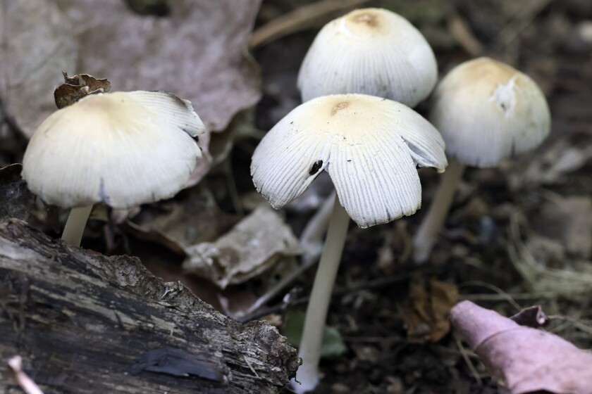 Mushrooms.