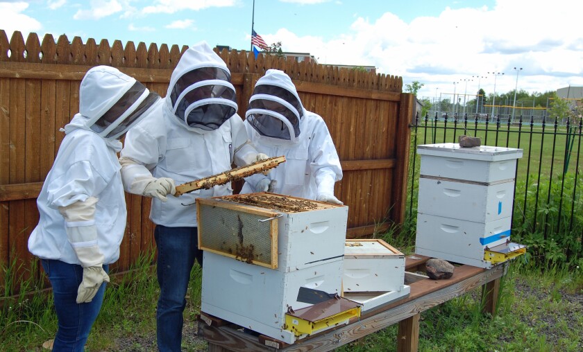 beekeeping 3.jpg