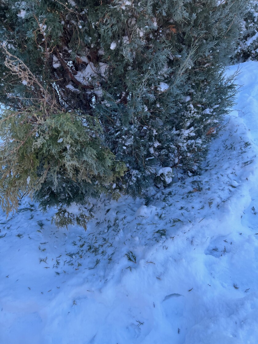 Evergreen in snow Jan. 2022.jpg