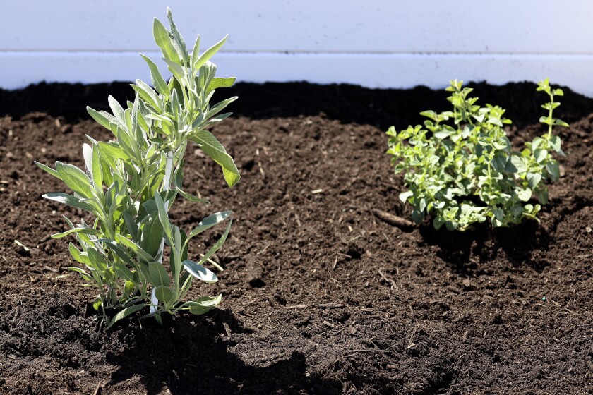 Plants in a garden.