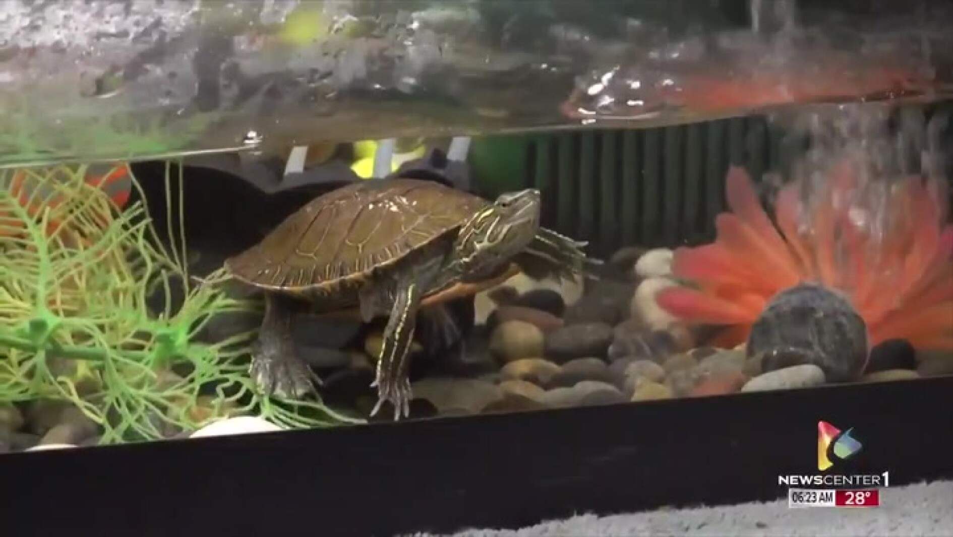 Pet(s) of the Week: These two turtles would love to find their forever homes