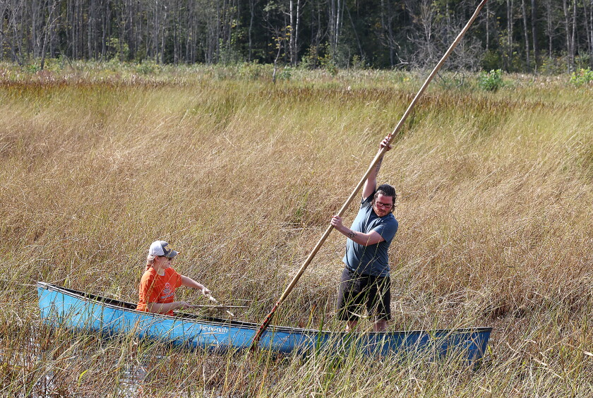 Wisconsin Wild Rice Season Photos: Indigenous leaders share wild-rice harvesting traditions ...