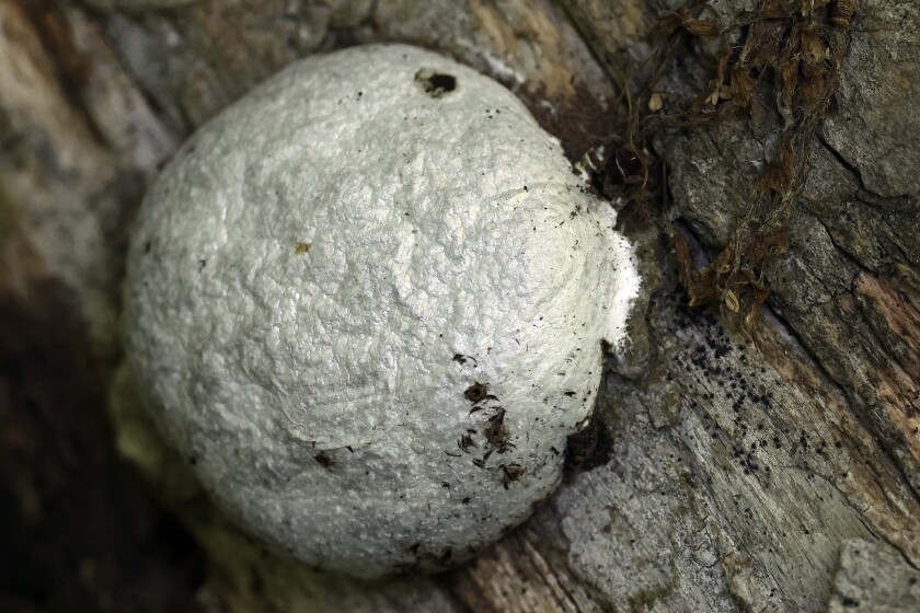 False puffball.